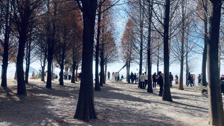 滇池红嘴鸥欣赏