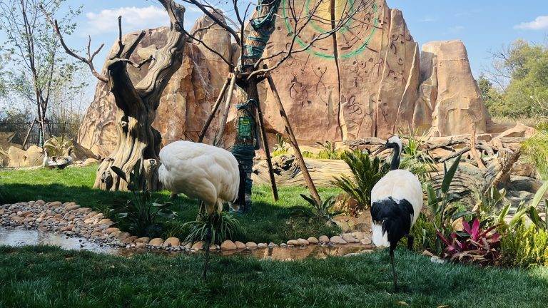 漫步昆明野生动物园，赴一场山野生灵之约